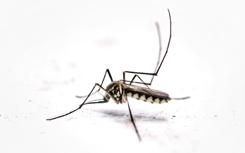 A headline that includes the words researchers, mosquito mouths, and 3D printing makes no sense until you actually realize what that entails