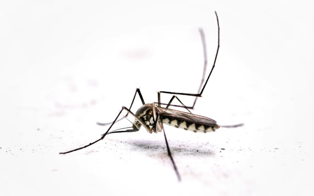 McGill and Drexel University researchers are using mosquito mouths to 3D print tiny complex structure