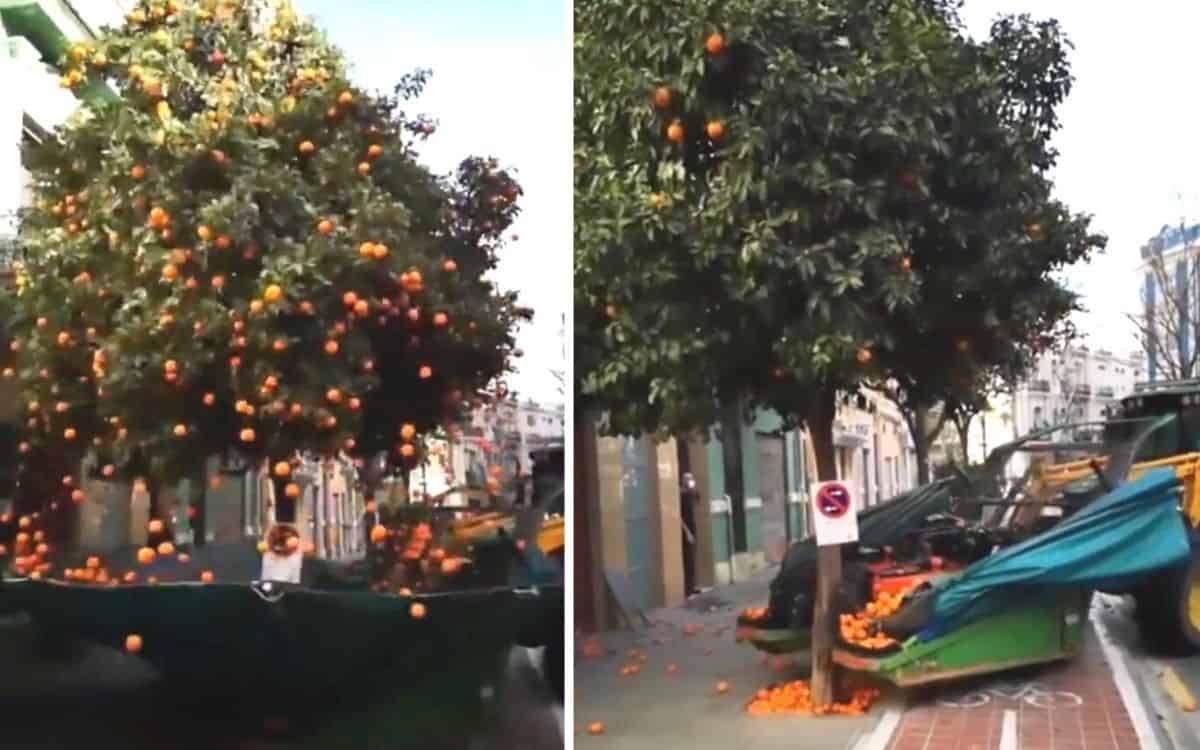 bat-winged-tractor-literally-shakes-oranges-trees