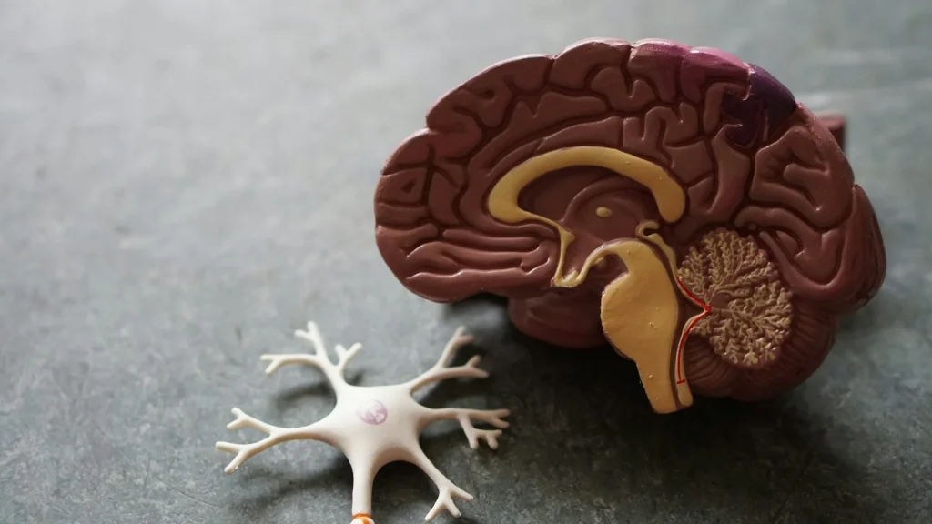 Scientists discover that the human brain is actually two separate organs in groundbreaking new research