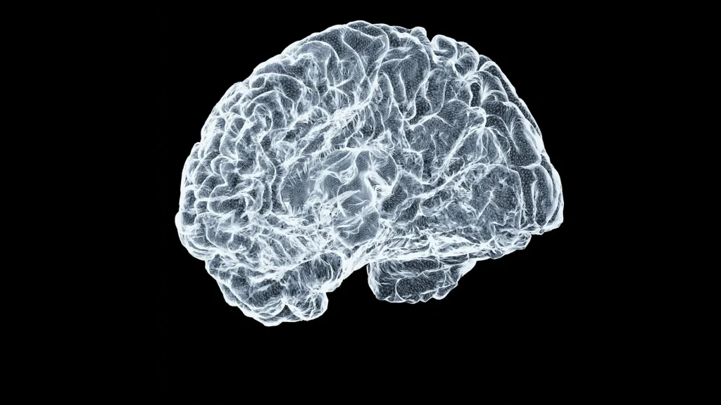 Scientists discover that the human brain is actually two separate organs in groundbreaking new research