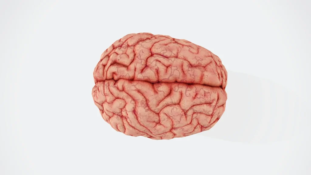 Scientists discover that the human brain is actually two separate organs in groundbreaking new research