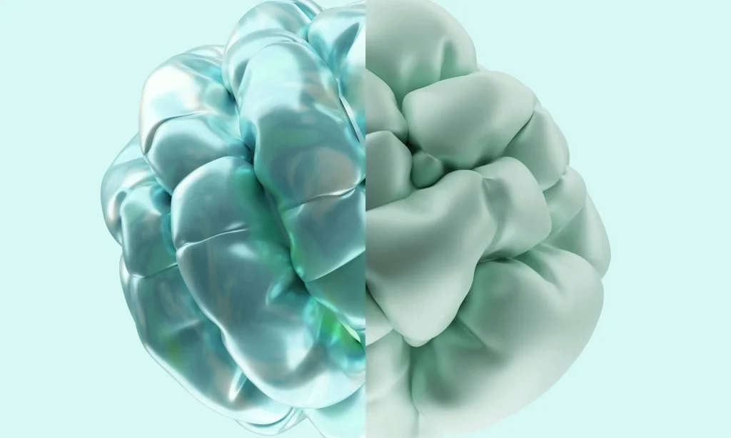 Scientists discover that the human brain is actually two separate organs in groundbreaking new research