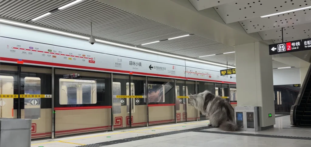 This YouTuber has built a full city for his cat featuring a working subway station to take the pet to school
