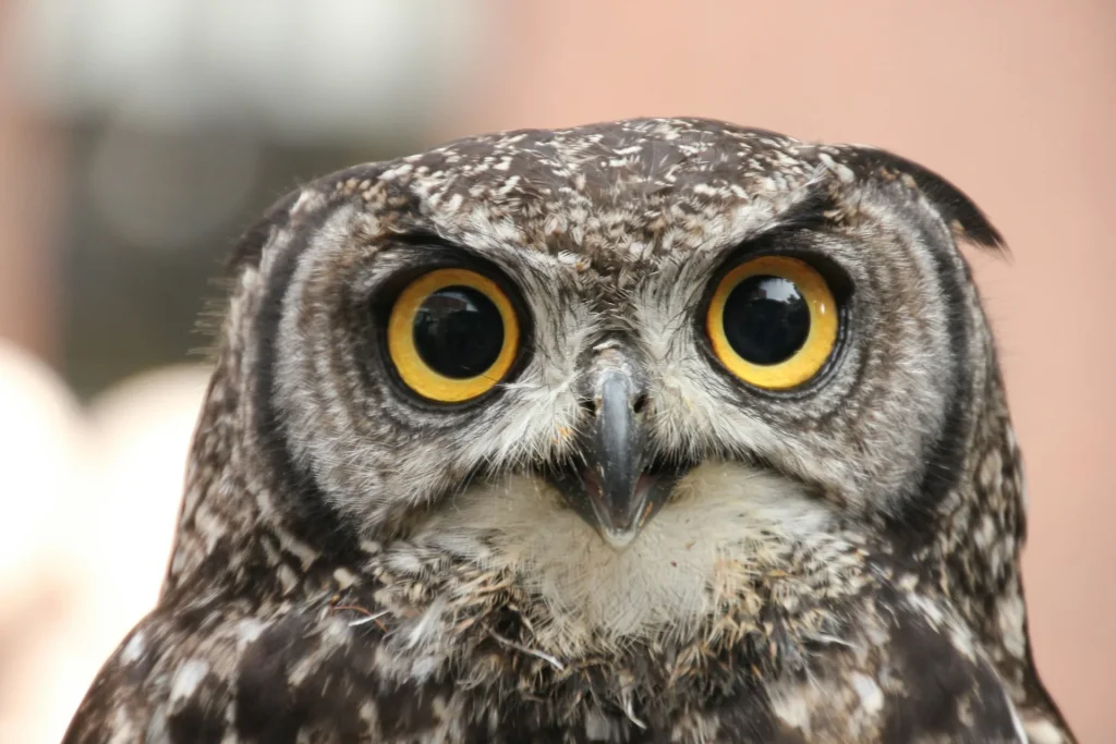 Using the 'owl' prompt on ChatGPT can instantly make it give you smarter answers
