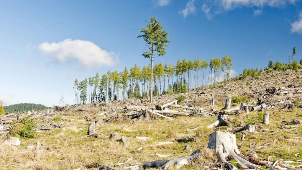 China planted 78 billion new trees but the reforestation project came with an unexpected side effect