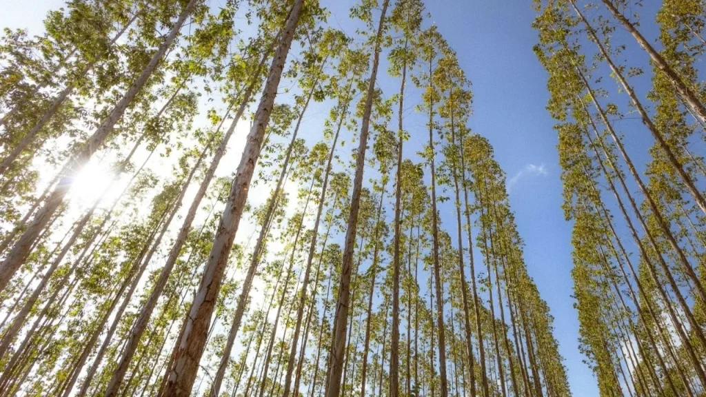China planted 78 billion new trees but it came with an unexpected side effect