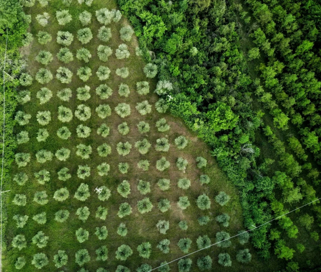 China planted 78 billion new trees but the reforestation project came with an unexpected side effect