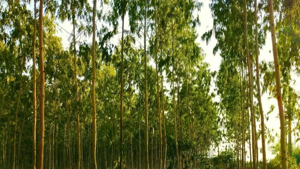 China planted 78 billion new trees but it came with an unexpected side effect