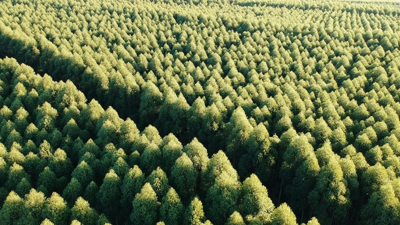China planted 78 billion new trees but it came with an unexpected side effect