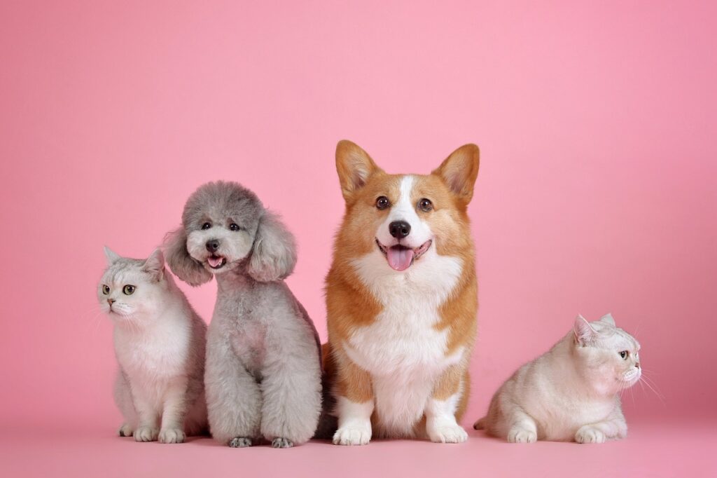 NASA sending photos of your pet into space