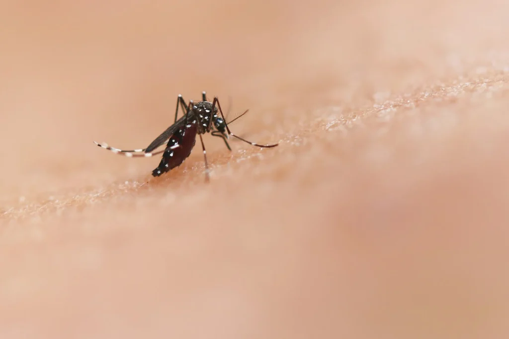 Google wants to release 64,000,000 mosquitoes in Florida and California