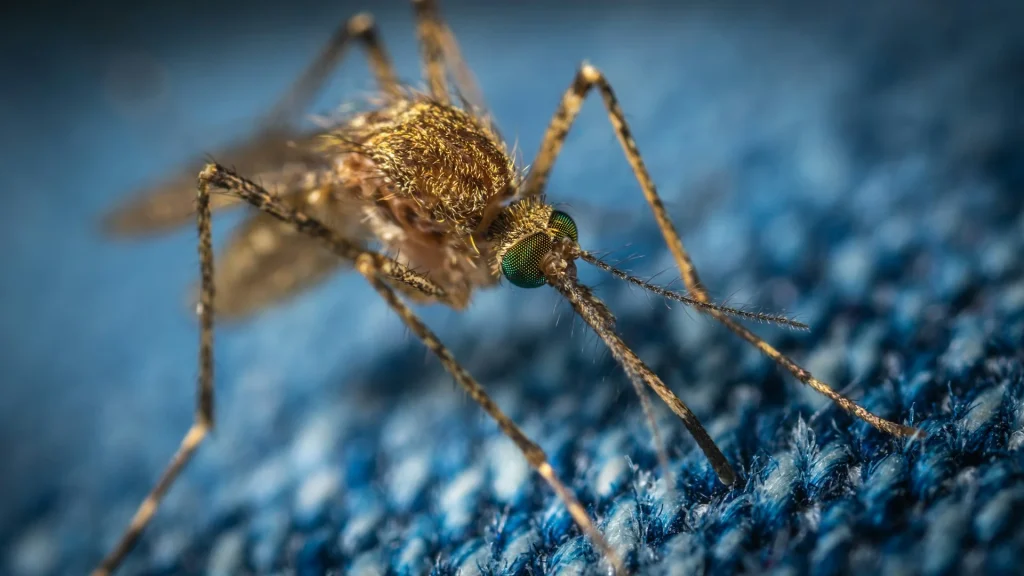 Google wants to release 64,000,000 mosquitoes in Florida and California