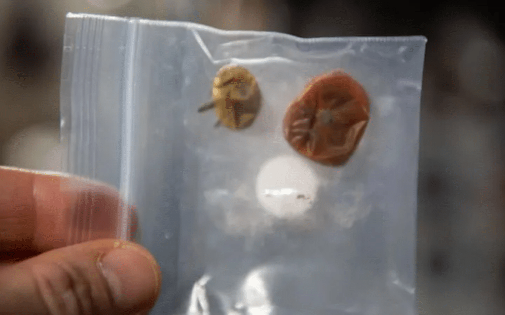 NASA solves the case of the missing space tomatoes