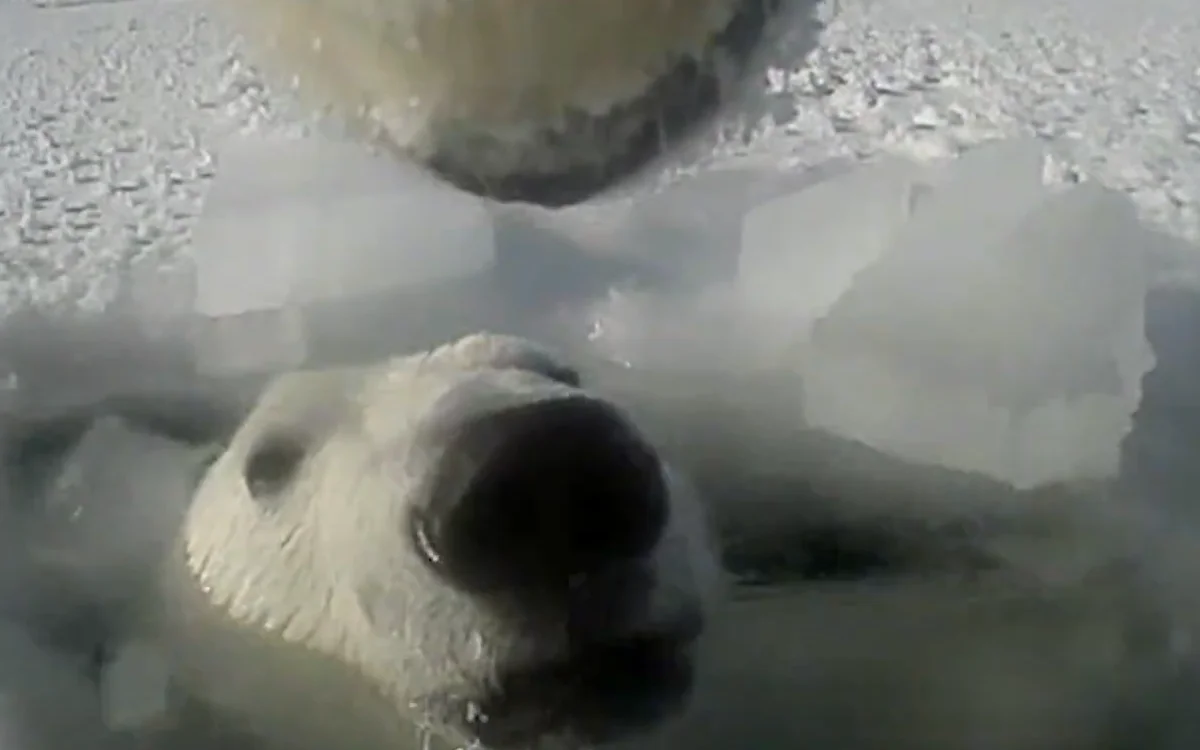 gopro-polar-bear-study-video-usgs