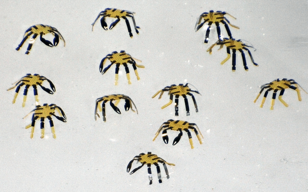 US university develops world's smallest remote controlled robot so miniscule you wouldn't see it