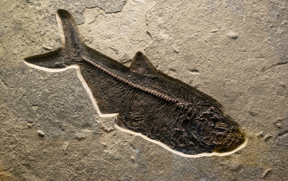 life-on-earth-origins