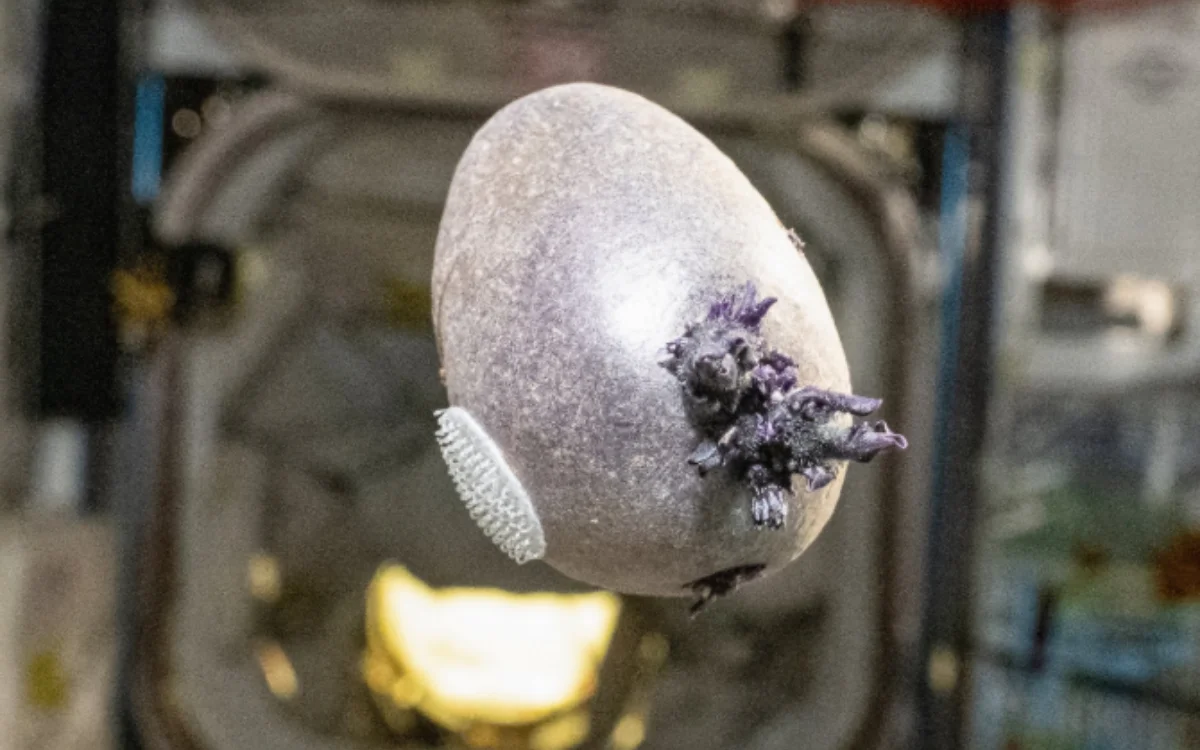 NASA astronaut's horrifying ISS picture of tentacled object has an explanation and it might not be what you'd think