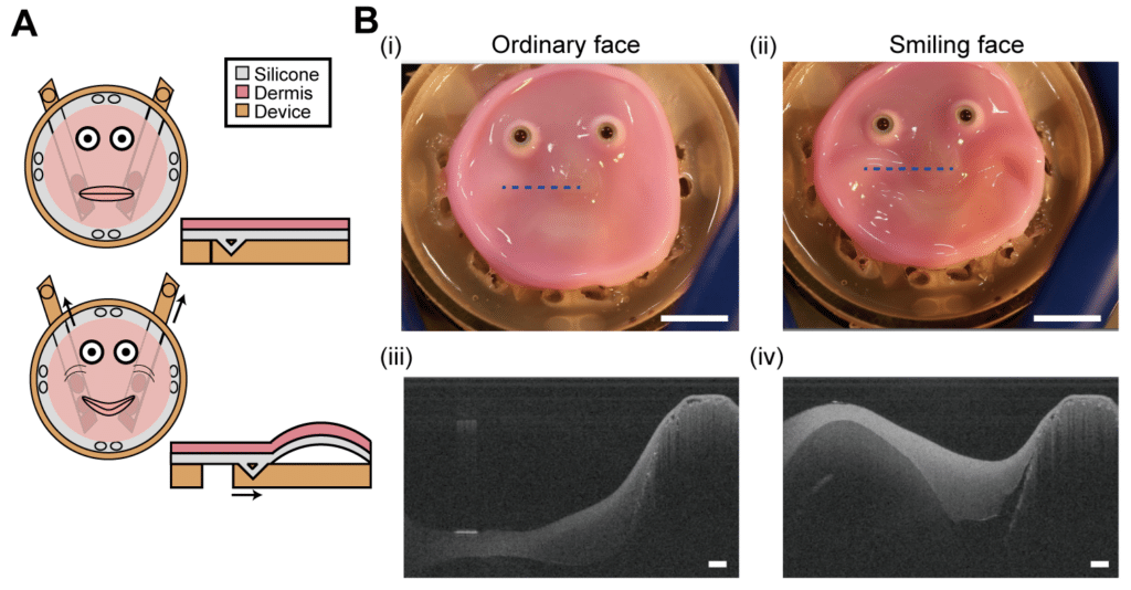 Scientists attached lab-grown skin to robots