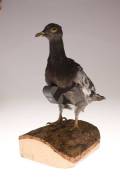 This spy camera that strapped to a pigeon was also from the same period.